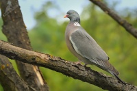 Holub hrivnac - Columba palumbus - Common Wood-Pigeon 1882